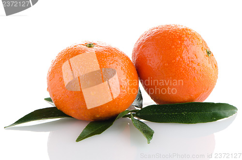 Image of Ripe tangerines or mandarin