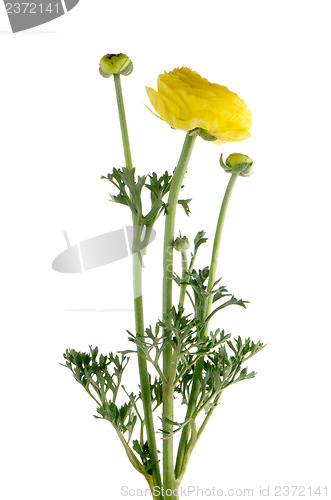 Image of Eustoma flower