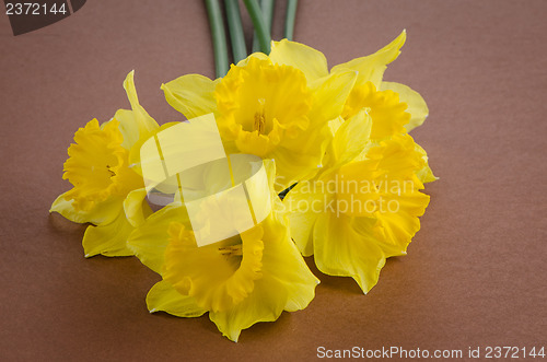 Image of Jonquil flowers