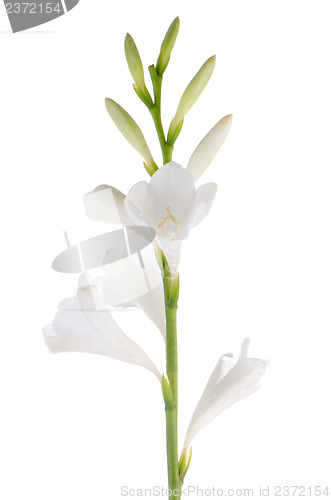 Image of Lilies