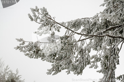 Image of Snow and frost covered pine tree branch