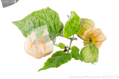 Image of Physalis