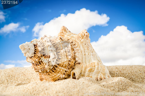 Image of Conch shell 