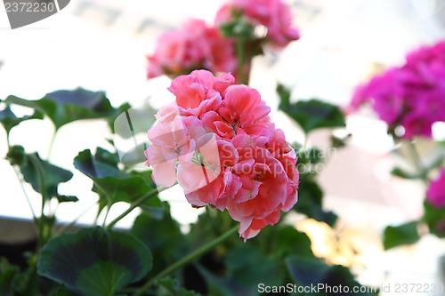 Image of Pelargonium