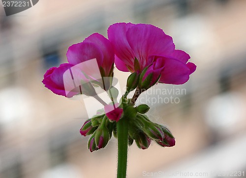 Image of Pelargonium