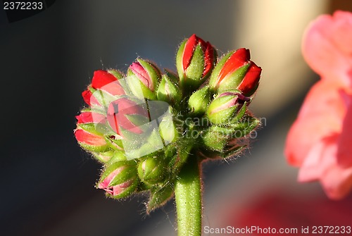 Image of Pelargonium