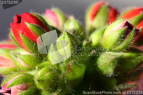 Image of Pelargonium