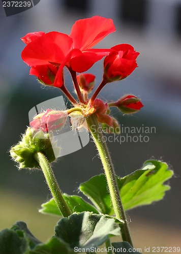 Image of Pelargonium