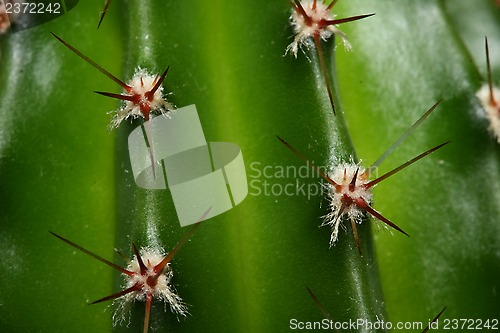 Image of Cactus