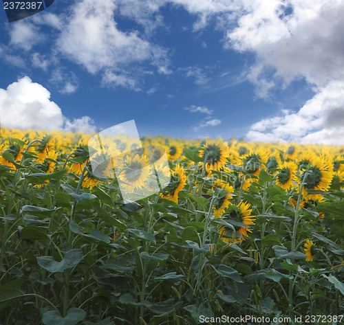 Image of field of sunflowers