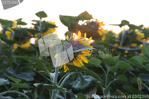 Image of field of sunflowers
