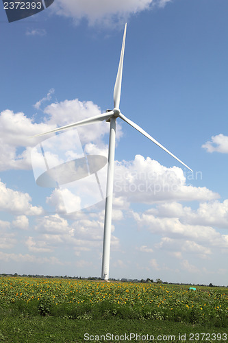 Image of Sunflower