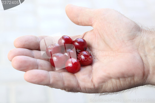 Image of Cherry