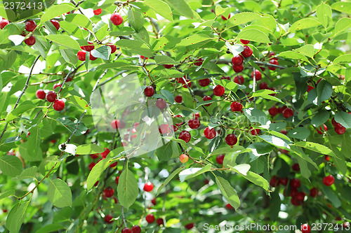Image of cherries