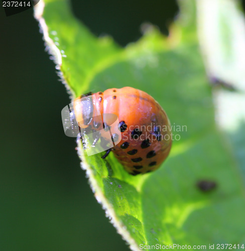 Image of Colorado beetle