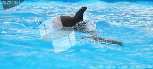 Image of Dolphin