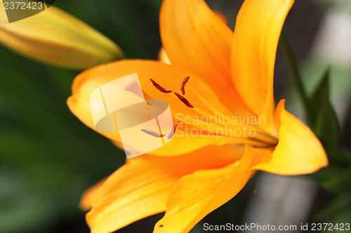 Image of Lily stamens