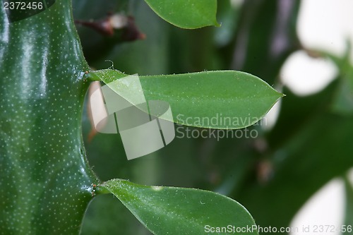 Image of Cactus