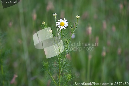 Image of chamomile