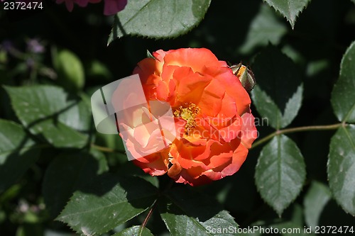 Image of Rose