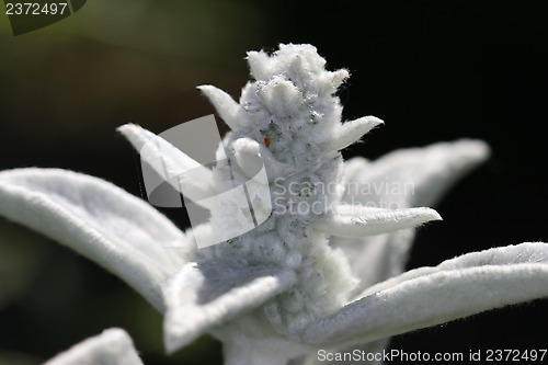 Image of Lamb's Ear