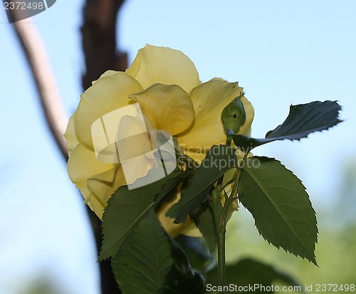 Image of Yellow rose