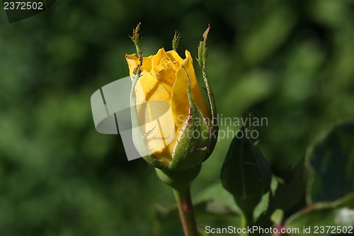 Image of Yellow rose