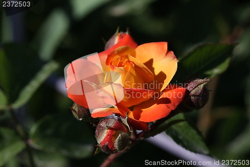 Image of Rose in the garden