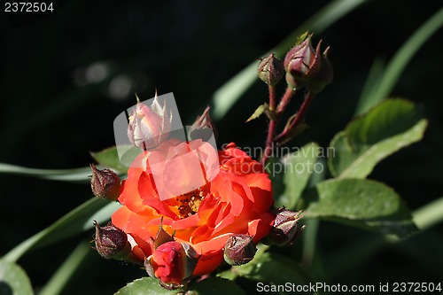 Image of Rose in the garden