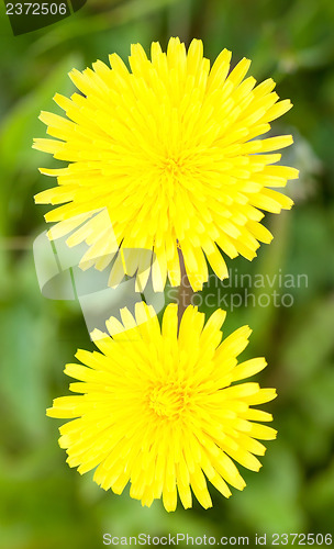 Image of Two yellow dandelions