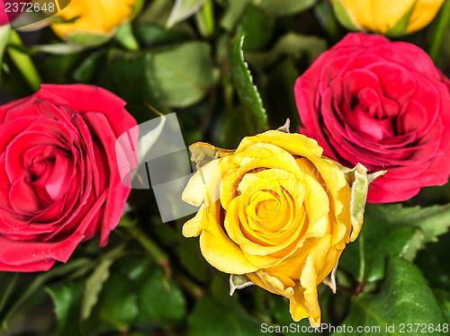 Image of Yellow roses