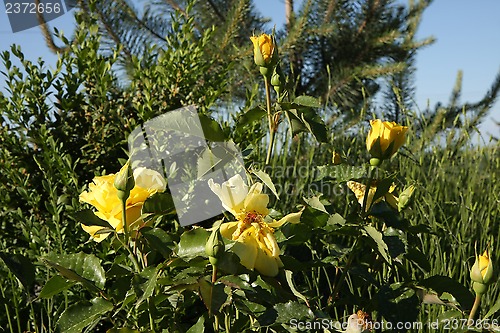 Image of Yellow roses