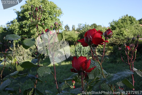 Image of Red roses 