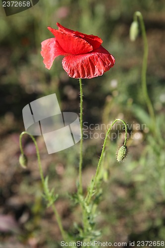 Image of Field poppy