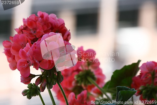 Image of Pelargonium