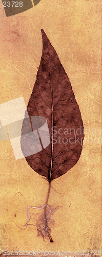 Image of Leaf Collage