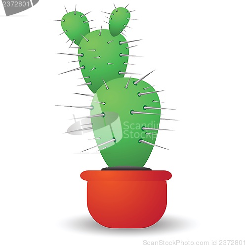 Image of green cactus  isolated on a white background