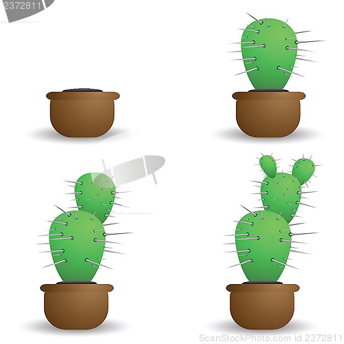 Image of green cactus