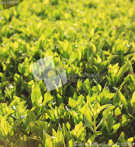 Image of green grass