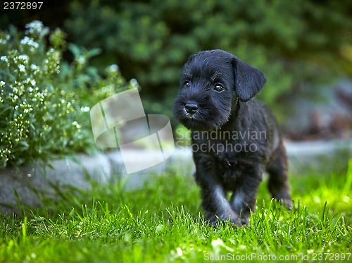 Image of miniature schnauzer puppy