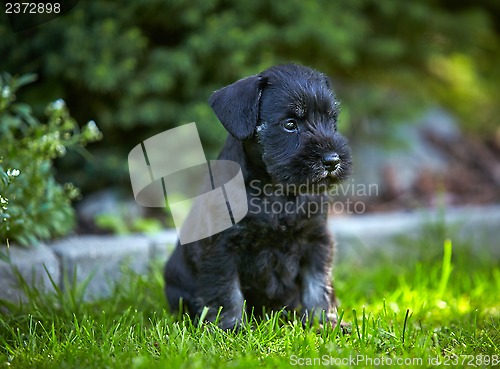 Image of miniature schnauzer puppy