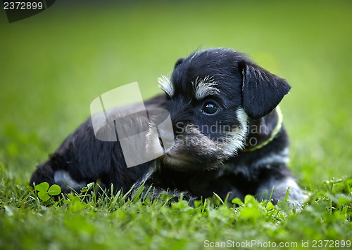 Image of miniature schnauzer puppy