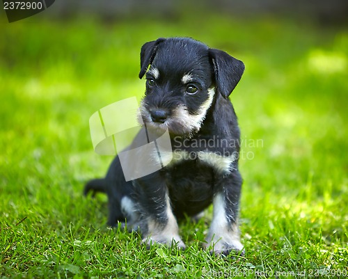 Image of miniature schnauzer puppy