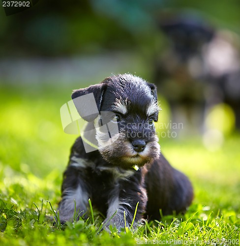 Image of miniature schnauzer puppy