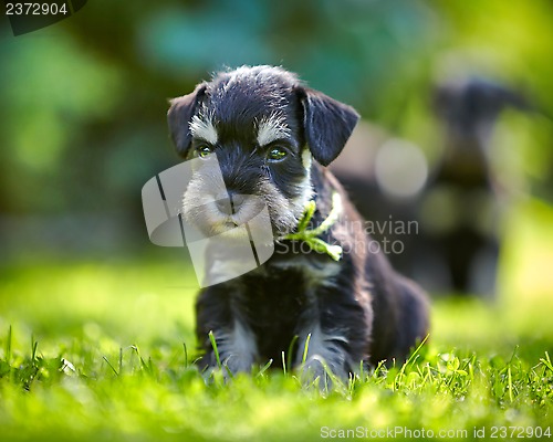 Image of miniature schnauzer puppy