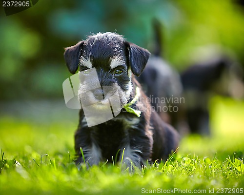 Image of miniature schnauzer puppy