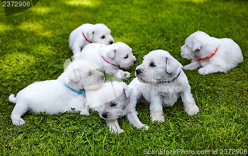 Image of white schnauzer puppies