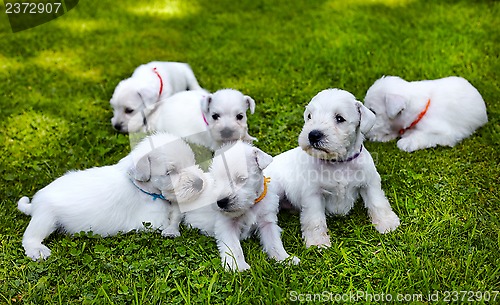 Image of white schnauzer puppies