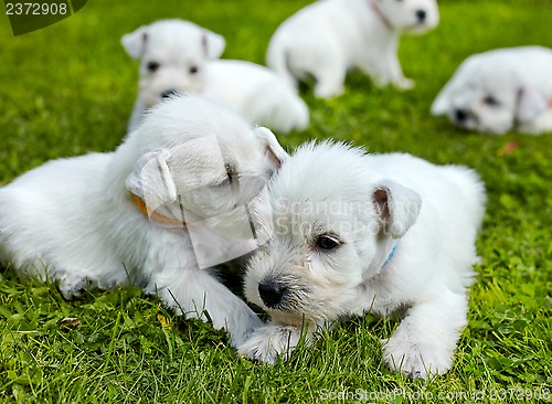 Image of white schnauzer puppies