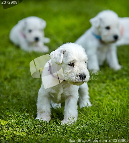 Image of white schnauzer puppies